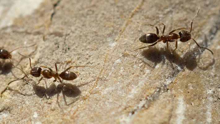 Linepithema humile - Spanien, Costa Brava,  l´Escala, Parc Natural del Montgri 5/2019 (Argentinische Ameise)