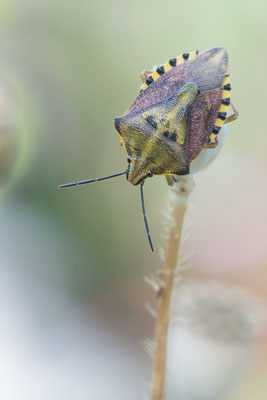 Carpocoris cf. purpureipennis - Zornheim, Garten 7/2017 (Purpur-Fruchtwanze?)