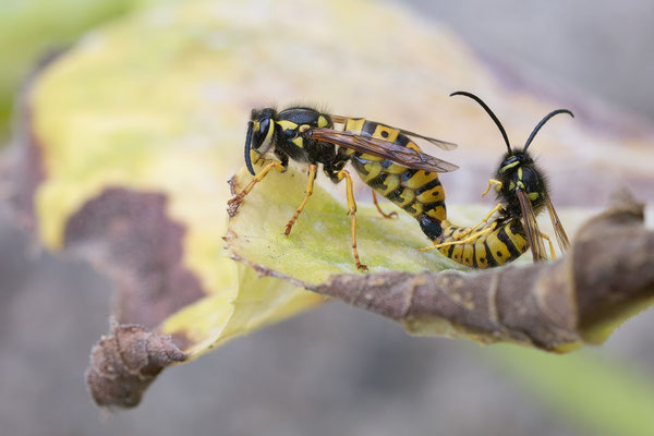 Vespula germanica - Zornheim, Garten, auf Zucchini 10/2020 (Deutsche Wespenkönigin)