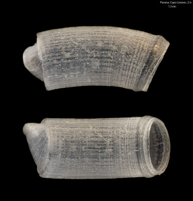 Caecum cf. breve - Panama, San Blas area, Cayos Limones, in sediment from 2 m 1/2020