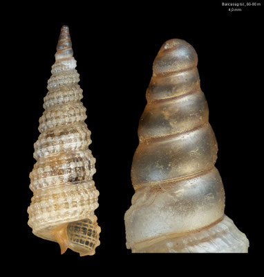 Clathropsis pulchella -Philippines, Balicasag Isl., 60-80 m 2006