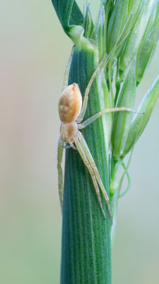 Philodromus albidus oder rufus - Zornheim, Garten 5/2015  (Flachstrecker) 