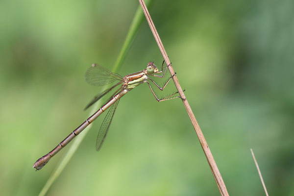 Ischnura elegans ♀ - Hergershausen, Feuchtwiese 7/2016 (Große Pechlibelle)