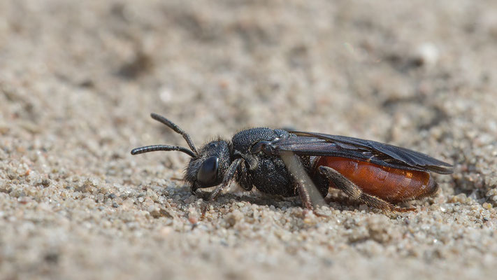 Sphecodes albilabris - Mainz, Düne 4/2019 (Riesen-Blutbiene)