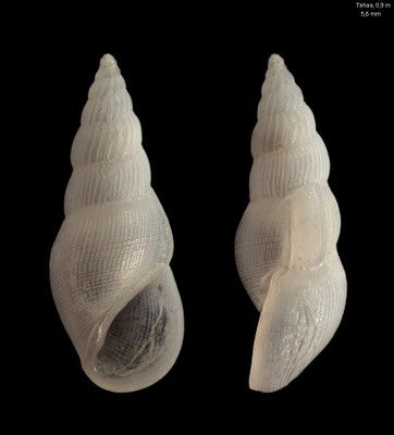 Zebinella tenuistriata - French-Polynesia, Tahaa, north, 0,9 m 5/2019