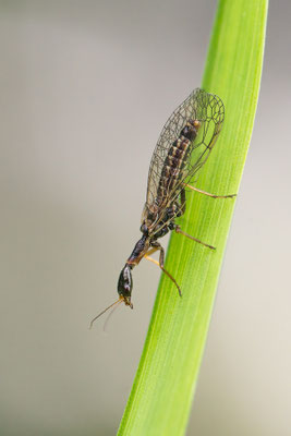 Phaeostigma notata ♂ - Zornheim, Garten 4/2014 (Gefleckte Kamelhalsfliege)