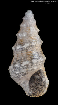 Ittibittium oryza - - Martinique, Plage des Salines, beachdrift 9/2025