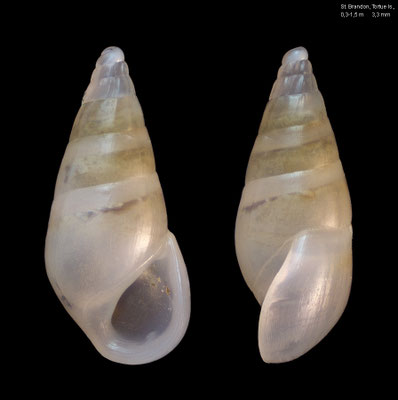 Zebina cf. semiplicata - Mauritius, Saint Brandon, Tortue Island 0,3-1,5 m 5/2019