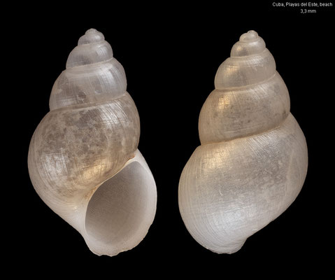 Heleobops docimus - Cuba, Playas del Este, beach 4/2006 (Cochliopidae)