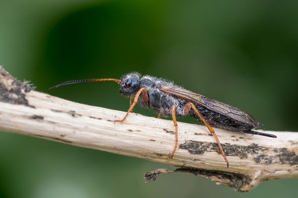 Sirex juvencus - Wiesbaden-Delkenheim, Garten, Fichte 8/2020 (Gemeine Holzwespe)