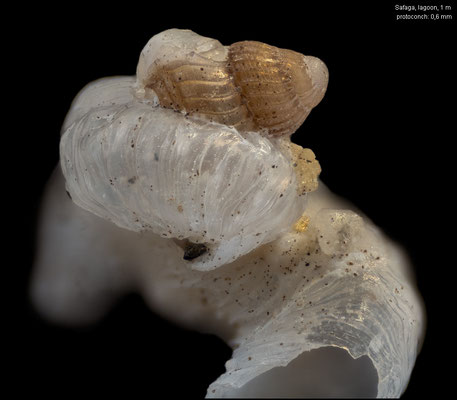 Dendropoma spec. 4 - Egypt, Safaga, lagoon, 1 m 4/1997 (Vermetidae)