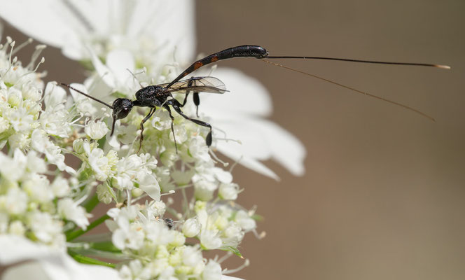 Gasteruption jaculator - Kroatien, Cres, Martinscica 6/2017 (schwarzfüßige Gichtwespe)