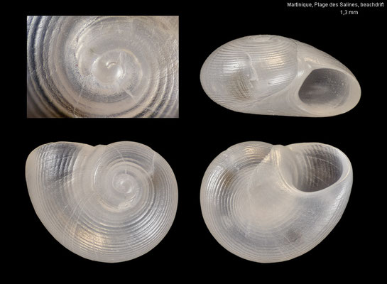 Teinostoma semistriatum - Martinique, Plage des Salines, beachdrift 9/2025