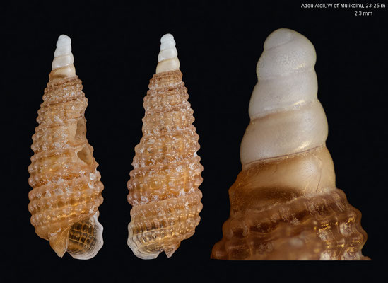 Synthopsis spec. 9 - Maldives, Addu Atoll, 23-25 m 10/2014