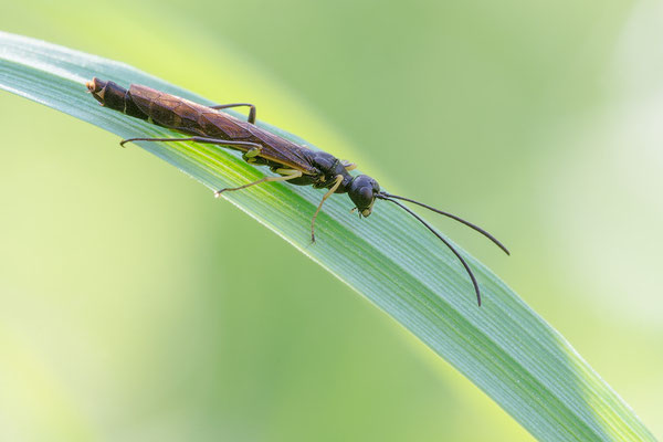 Calameuta spec. - Zornheim, Garten 5/2019