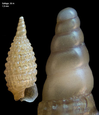 Horologica gediceae - Egypt, Safaga 2013 