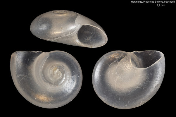 Teinostoma cf. biscaynense - Martinique, Plage des Salines, beachdrift 9/2025