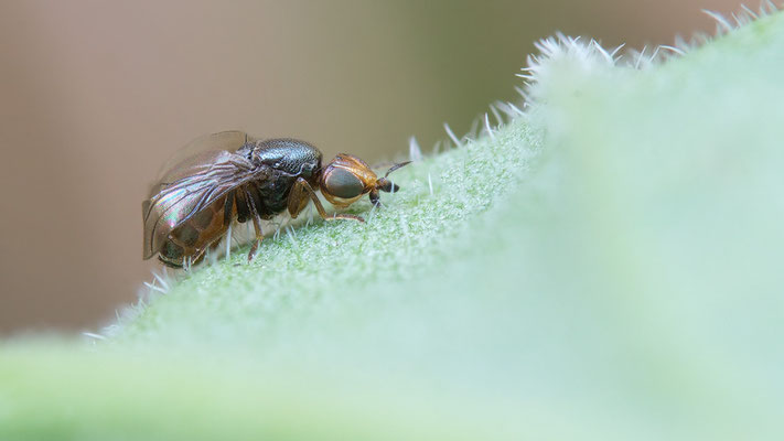 Camarota curvipennis - Zornheim, Garten 9/2015 (Krummflügelige Halmfliege)