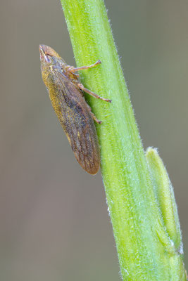 Aphrophora salicina - Zornheim/MZ-Ebersheim, LSG Flügelsbach, an Weide 8/2020 (Weidenschaumzikade)