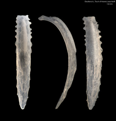 Runcina? spec. 1 - Bahamas, Eleuthera Is., Touch of Heaven, beachdrift 4/2022 (Runcinidae?) internal shell? mollusk?