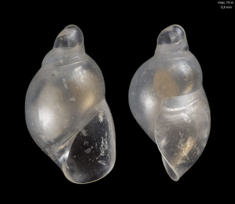 Stilapex spec. 2 - Solomon Is., New Georgia Isl., Marovo Lagoon, Uepi Isl., 15 m 2018