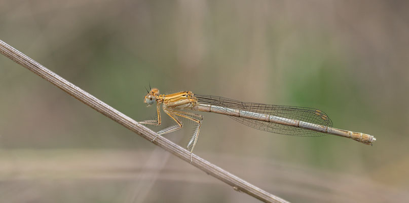 Platycnemis pennipes ♀ - Mommenheim, Flügelsbach-Renaturierung 7/2014 (Blaue Federlibelle)