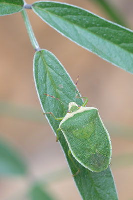 Nezara viridula - Spanien, l´Escala, Straßenrand, auf Asphaltklee 6/2019 (Südliche Stinkwanze)