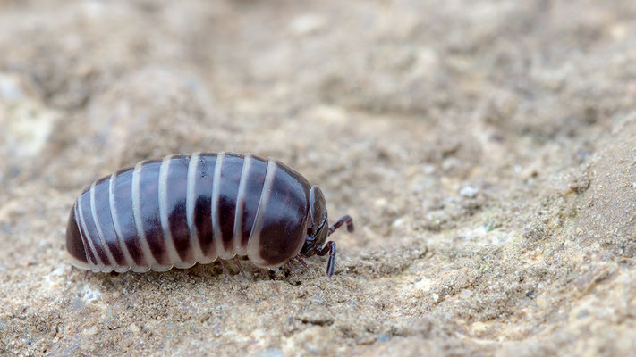 Glomeris marginata - Aspisheim, Sandgrube 3/2019 (Gerandeter Saftkugler)