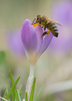 Apis cf. mellifera - Zornheim, Garten 3/2017 (ev. Honigbiene)