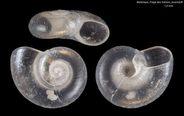 Cochliolepis spec. 7 - Martinique, Plage des Salines, beachdrift 9/2025