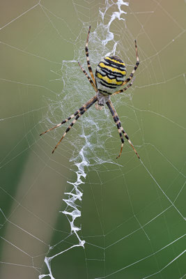 Argiope bruennichi - Zornheim, Garten, nahe Teich 9/2020 (Wespenspinne)