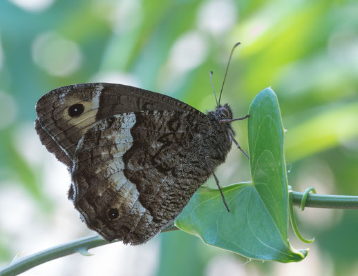 Hipparchia genava - Kroatien, Cres, Martinscica: angefahren auf Straße 6/2017 (Walliser Waldportier)