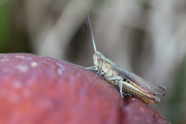Chorthippus dorsatus ♂ - Zornheim, Streuobstwiese, auf Apfel 9/2020 (Wiesengrashüpfer)