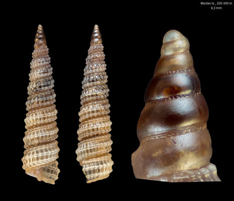 Costulopsis poppearum - Philippines, Mactan Is., ca. 200 m 2/2009