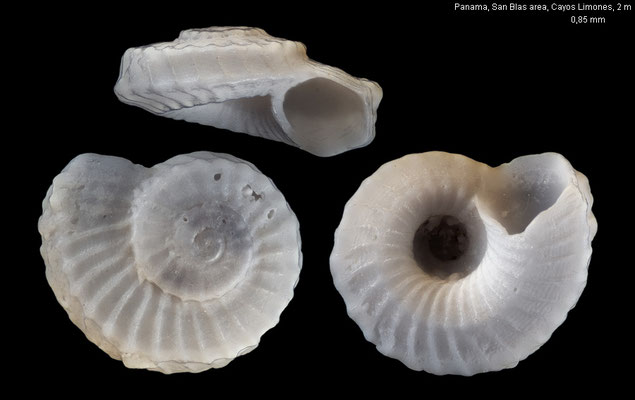 Cyclostremiscus euglyptus - Panama, Cayos Limones, 2 m 1/2020