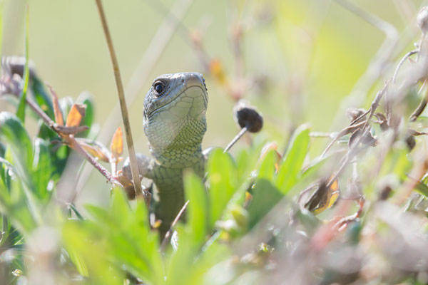 Lacerta agilis - Babenhausen, "In den Rödern", Wegrand 10/2021 (junge Zauneidechse)