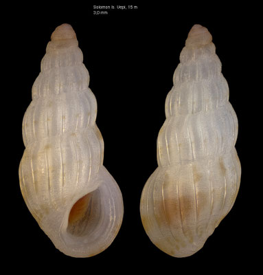 Rissoina honoluluensis - Solomones, Uepi Is., 15 m 2018