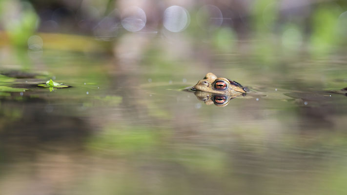 Bufo bufo - Ober-Olmer Wald, Tümpel 4/2018 (Erdkröte)