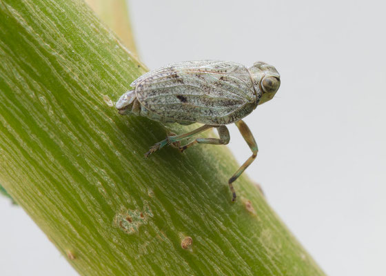 Issus coleoptratus - Zornheim, Garten, Weide 8/2017 (Echte Käferzikade)