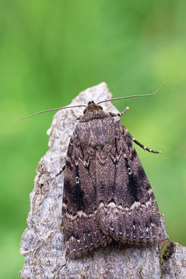 Amphipyra pyramidea - Zornheim, Garten 7/2021 (Pyramideneule)