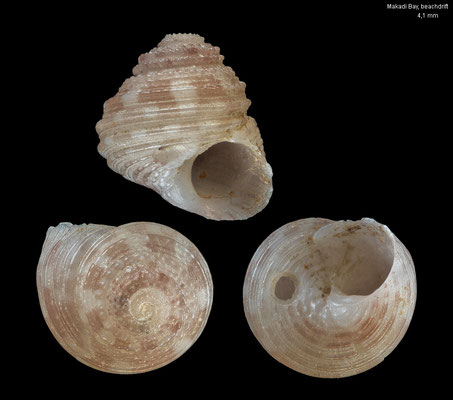 Collonista arsinoensis - Egypt, Makadi Bay, beachdrift 5/2001
