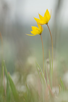 Tulipa sylvestris - Gau-Odernheim, Weinberg 4/2017 (Wilde Tulpe)