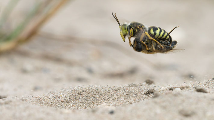 Bembix rostrata - Mainz, Düne 6/2018 (Kreiselwespe mit Beute)