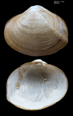 Cyamiomactra laminifera - Antarctica, South Georgia, Signy Island, - 9 m 1992 (Cyamiidae)