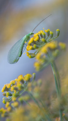 Chrysoperla carnea - Zornheim, Garten 7/2015 (Grüne Florfliege)