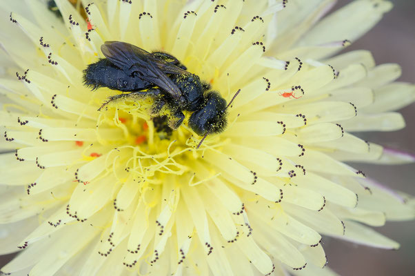 Panurgus cf. dentipes - Spanien, Costa Brava, Empuries 6/2018 (Zottelbiene)