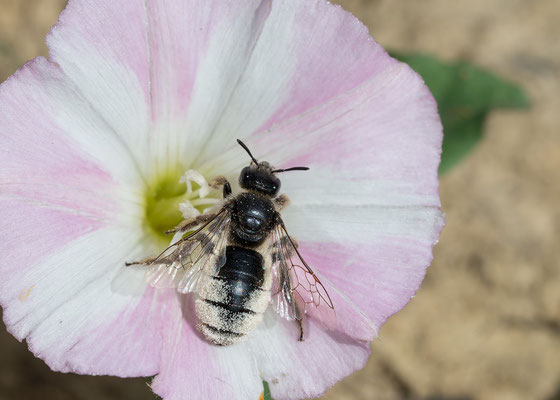 Systropha planidens ♀ - Zornheim, Südhang, Weinberg 7/2017 (Flachzahn-Spiralhornbiene)