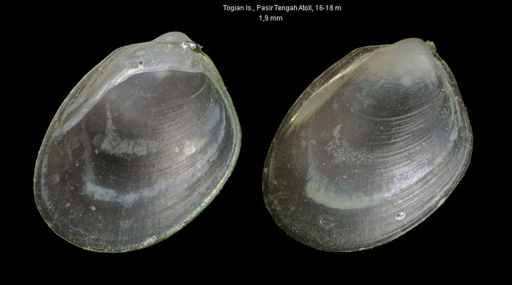 Huxleyia cf. diabolica - Indonesia, Togian Is., Pasir Tengah Atoll, 16-18 m 10/2010 (Nucinellidae)