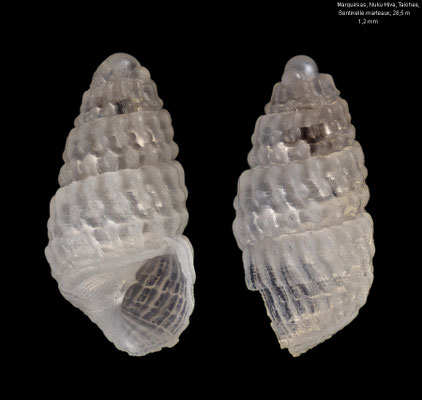 Mumiola marquesensis - FP, Marquesas, Nuku Hiva, Taiohae,  Sentinelle marteaux, 28,5 m 11/2023 