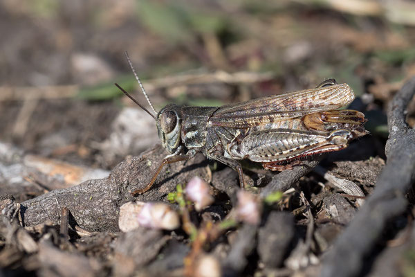 Calliptamus italicus ♂ - Neu-Bamberger Heide, Adlerdenkmal 10/2021 (Italienische Schönschrecke)